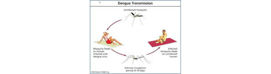 mode of transmission dengue